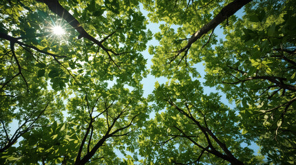 Fototapeta premium Tree canopy viewed upward with sunlight shining through green leaf and branch in bright forest scene, creating peaceful natural atmosphere and clear blue sky