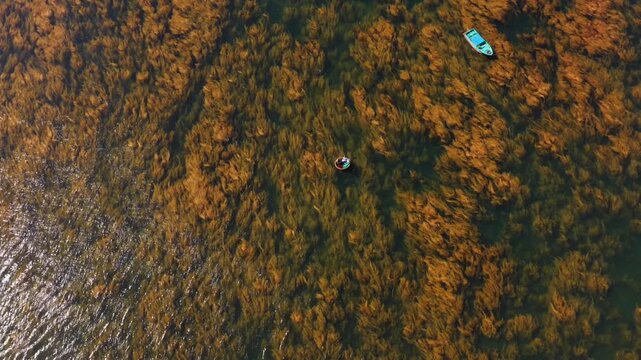 Aerial view of a fisherman on a basket boat amid golden seaweed beds in Hon Kho island near Nhon Hai fishing village, Quy Nhon City, Binh Dinh Province, Vietnam.
