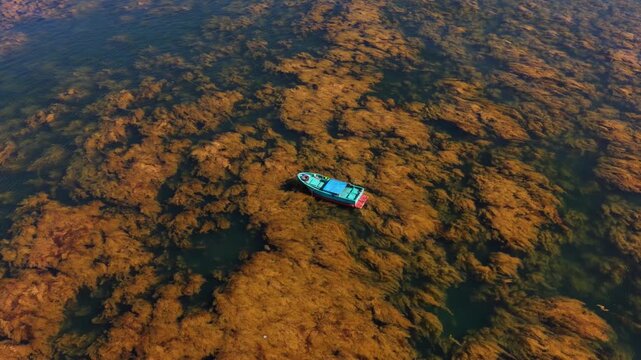 Aerial view of a fisherman on a basket boat amid golden seaweed beds in Hon Kho island near Nhon Hai fishing village, Quy Nhon City, Binh Dinh Province, Vietnam.