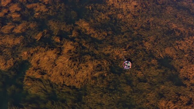 Aerial view of a fisherman on a basket boat amid golden seaweed beds in Hon Kho island near Nhon Hai fishing village, Quy Nhon City, Binh Dinh Province, Vietnam.