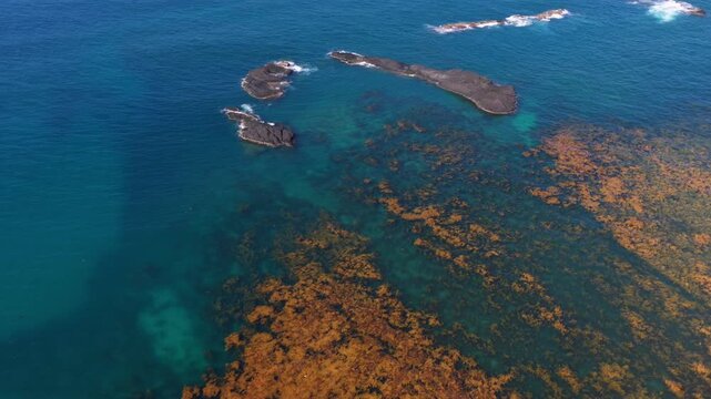 Aerial view of a fisherman on a basket boat amid golden seaweed beds in Hon Kho island near Nhon Hai fishing village, Quy Nhon City, Binh Dinh Province, Vietnam.