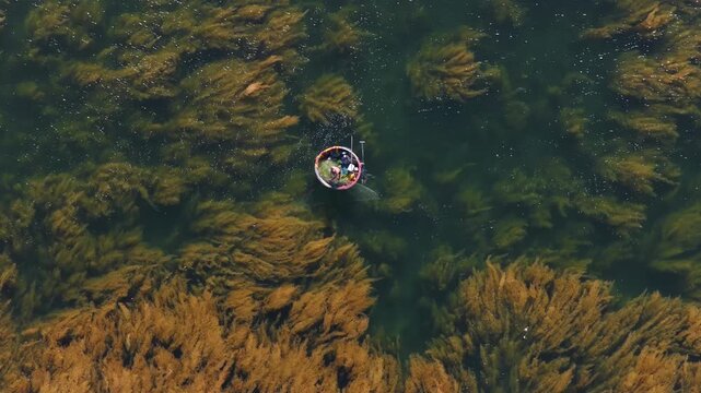 Aerial view of a fisherman on a basket boat amid golden seaweed beds in Hon Kho island near Nhon Hai fishing village, Quy Nhon City, Binh Dinh Province, Vietnam.