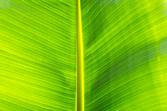 Vibrant green banana leaf texture with natural vein detail