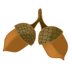 acorn illustration © yumiintan