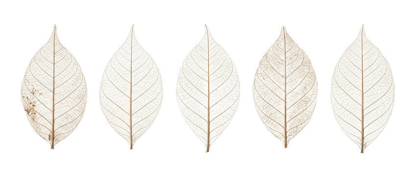 Transparent leaf skeleton vein set lined up on black background for elegant botanical art design showcasing delicate nature macro details and fragile metallic foliage texture in a minimal style