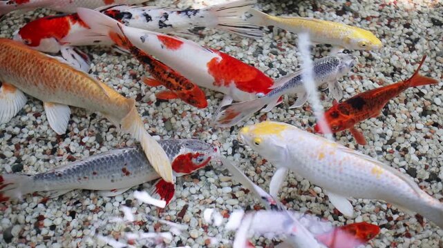 fish in the water