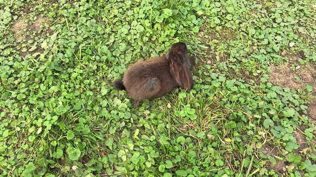 Small brown rabbit rests on green grass in an outdoor garden.