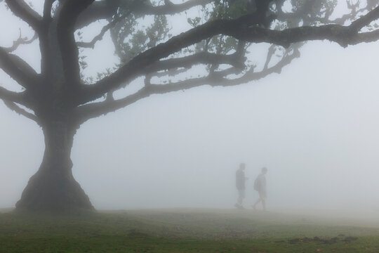 Silhouettes de randonneurs dans la brume sous un arbre de la for&ecirc;t de Fanal &agrave; Mad&egrave;re