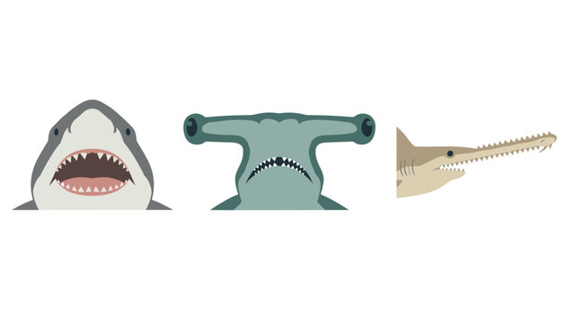 Minimalist animal illustration showing three different species of sharks including a hammerhead and sawfish.