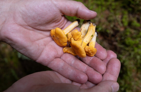 Fresh chanterelle mushrooms held in hands during foraging