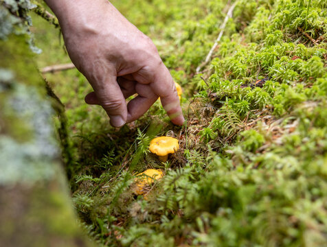 Hand near chanterelle mushrooms in a mossy forest