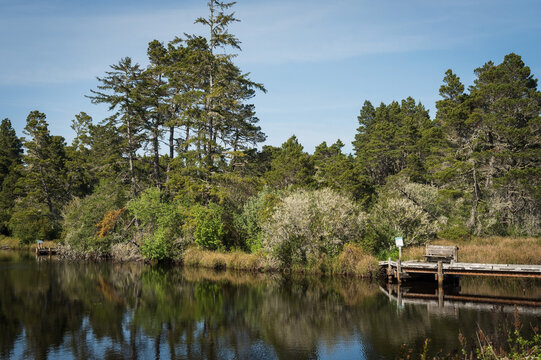 Forest grows over the sand dunes near a river inlet.  The Oregon sand dunes.  Dunes City Oregon, USA