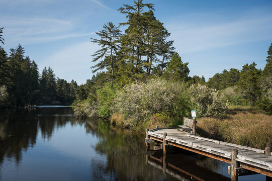 Forest grows over the sand dunes near a river inlet.  The Oregon sand dunes.  Dunes City Oregon, USA