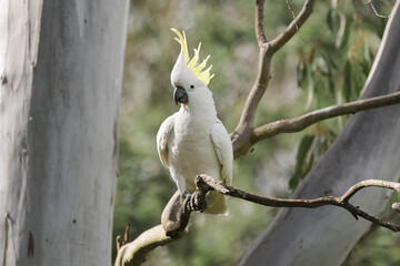 Cockatoo in a Tree Showing off It's Crest © Craig