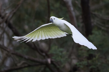 Sulphur Crested Cockatoo Flying Through the Trees © Craig