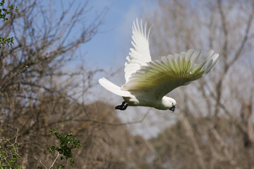 Cockatoo Taking off from its Perch © Craig