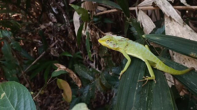 Close up of a maned forest lizard (Bronchocela jubata) sunbathing on a snake fruit (Salacca zalacca) leaf during the dry season in the tropical rainforest edge of East Java.