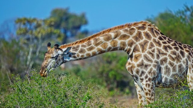 4k close-up, Wild giraffe feeds on green shrubs in South Africa, showing natural browsing behaviour, patterned coat and long neck in a bushland wildlife setting