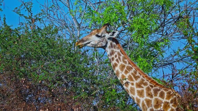 Wild giraffe feeds on green shrubs in South Africa, showing natural browsing behaviour, patterned coat and long neck in a bushland wildlife setting, close-up view