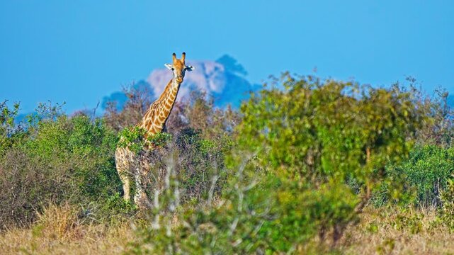 Wild giraffe feeds on green shrubs in South Africa, showing natural browsing behaviour, patterned coat and long neck in a bushland wildlife setting, 4k handheld view
