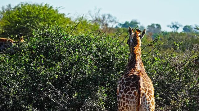 Giraffe Herd foraging on green shrubs showing natural feeding behaviours in South African conservation habitat, 4k handheld view