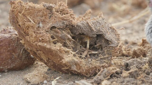 Southern red-billed hornbill searches for termites, probing dry dung and soil with its curved bill. Slow motion close-up highlights feeding behavior in African savanna habitat.