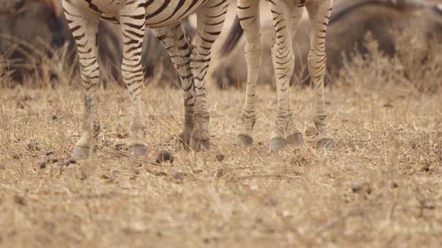 Zebra legs and swishing tail in slow motion as insects are deterred on dry savanna ground in Kruger National Park, South Africa. Static camera, close-up wildlife detail.