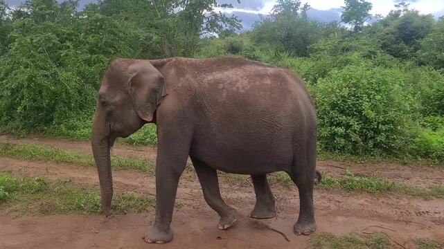 A wild Asian elephant approaches and walks closely past a safari vehicle on a muddy track surrounded by lush tropical vegetation in Udawalawe, Sri Lanka.