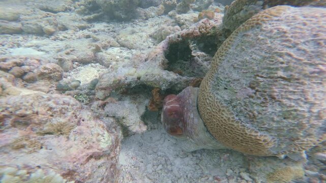 A camouflaged octopus rests partly concealed in a rocky crevice beside a massive coral colony on a tropical reef in the Maldives, captured in a close underwater view.