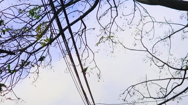 Green parakeets perch on bare chinaberry branches eating small fruit against an urban overcast sky near overhead power lines