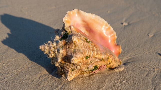 Large pink queen conch shell resting on wet sandy beach shore under natural sunlight