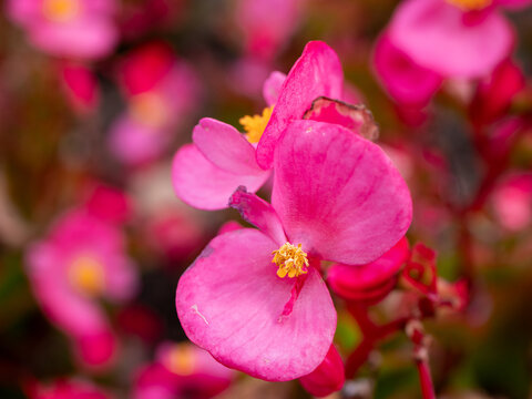 Close-up of pink wax begonia (Begonia semperflorens) flowers with yellow centers and soft bokeh, highlighting ornamental garden blooms, floral texture and colorful landscaping.