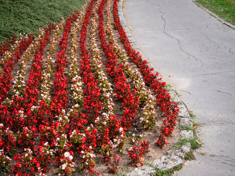 Red and white wax begonias (Begonia semperflorens) planted in curved rows beside a park pathway, creating colorful ornamental landscaping and a decorative urban flower bed.