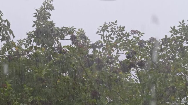 Heavy summer rain outside with Strong wind
