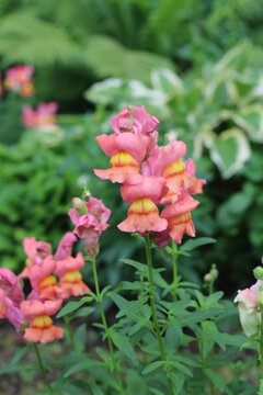 Pink flowers are unusual and beautiful.