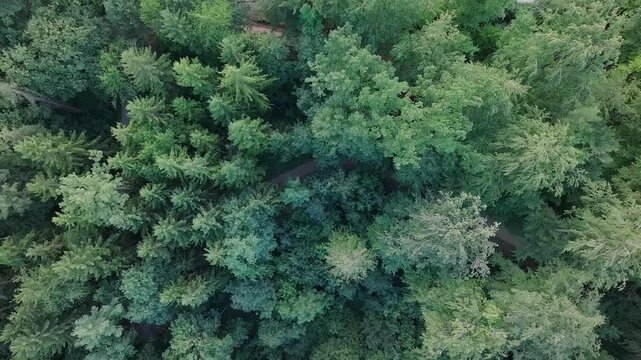 Senkrechte Drohnenaufnahme des Uetliberg-Waldes in Z&uuml;rich