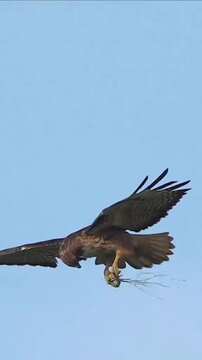 Red-tailed hawk flying with nesting materials in the sky