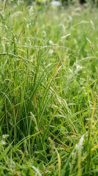 Lush green grass field in bright sunlight.