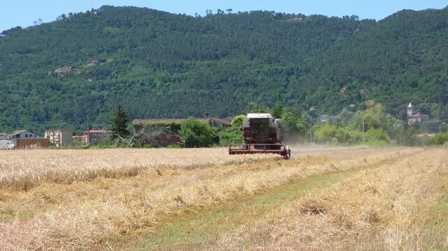 Combine harvester cutting ripe wheat in rural Liguria, Italy, collecting grain during the summer harvest with mountains and countryside in the background. Agriculture concept, agribusiness.