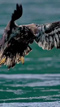 Immature Bald Eagle Landing on Water