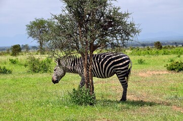 Zebra im Mikumi Nationalpark © Jutta Adam