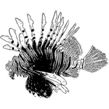 Real Lionfish vector image black and white