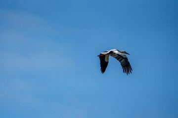Obraz premium Oystercatcher in flight against clear blue sky with wings extended, single seabird midair