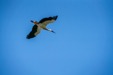 Obraz premium White stork flying with outstretched wings against a clear blue sky, mid-flight profile