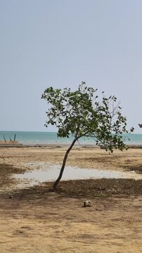 A solitary green tree stands firmly on the sandy shore near the calm ocean waters during daylight hours in a coastal landscape setting with natural lighting illuminating the entire scene