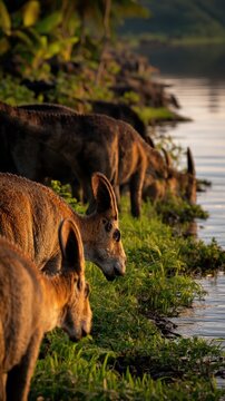 Side herd parasaurolophus along a riverside shoreline at sunset for nature background and banner design