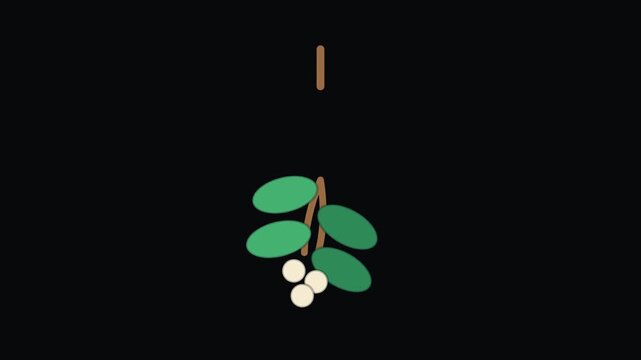 Mistletoe Christmas holiday animated icon element, seamless loop motion graphic, ideal for festive video overlays and titles.
