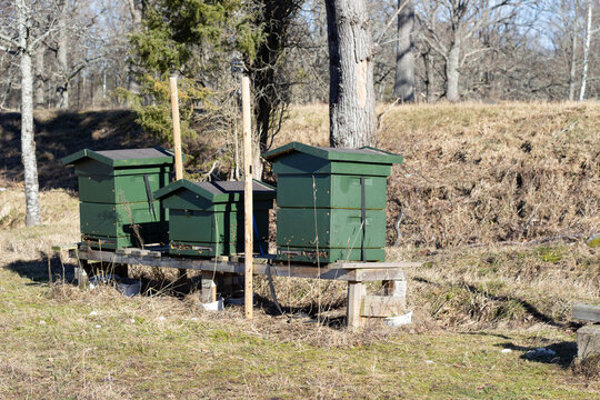 Green wooden beehives arranged on a wooden platform in a grassy area surrounded by trees, showcasing a rural beekeeping environment in early spring
