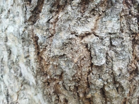 tree bark texture