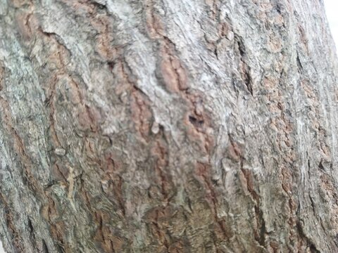 tree bark texture
